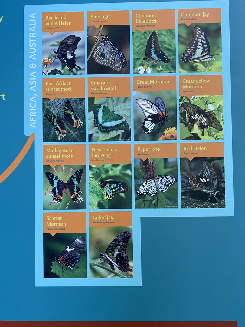 Butterfly Signage - 6/16/2023