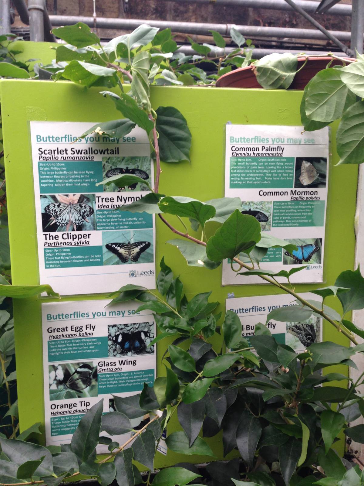 Butterfly Signage at Tropical World - 02/10/2013