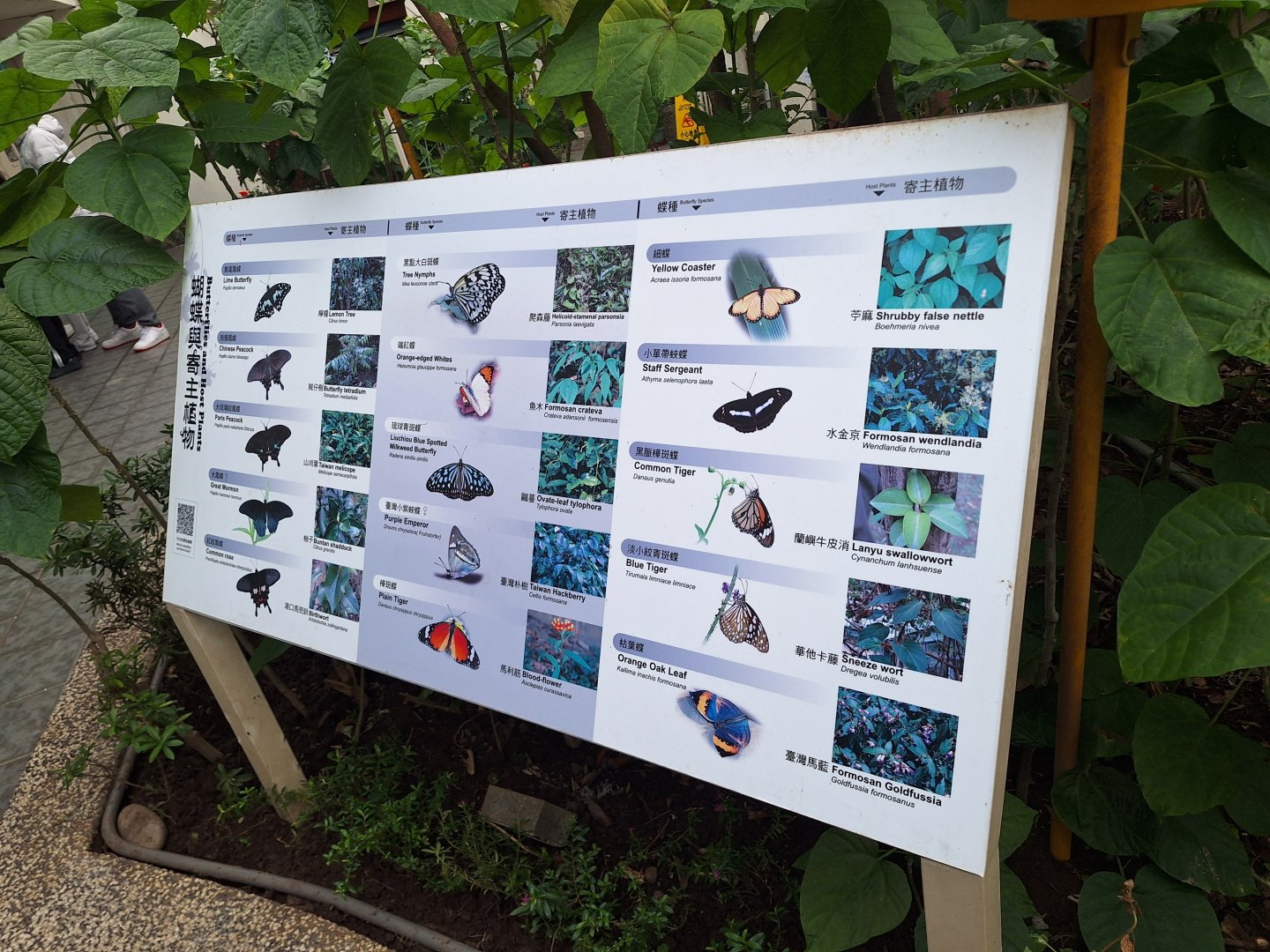 Butterfly Signage- Insectarium