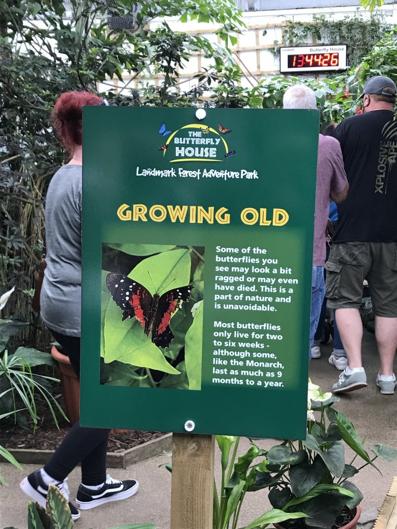 Butterfly signage @ Landmark forest adventure park
