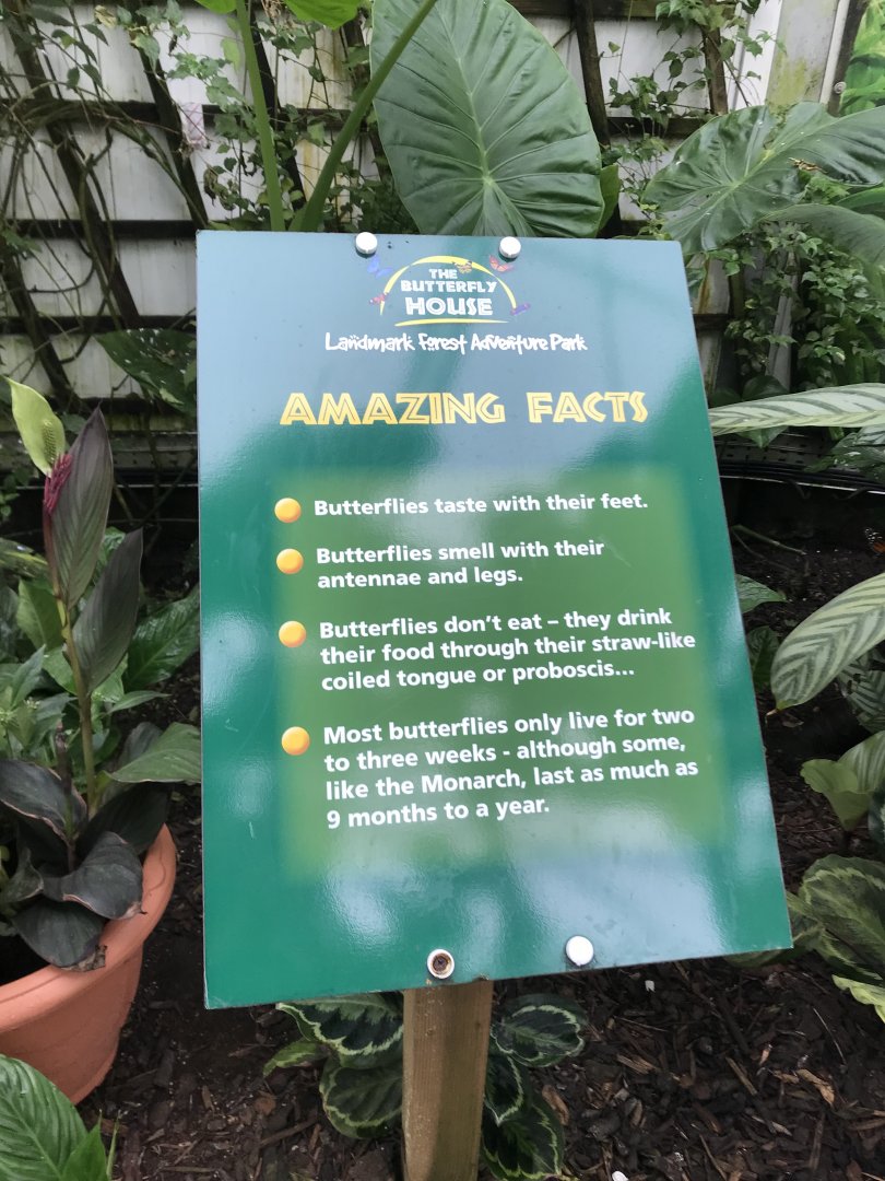 Butterfly signage @ Landmark forest adventure park