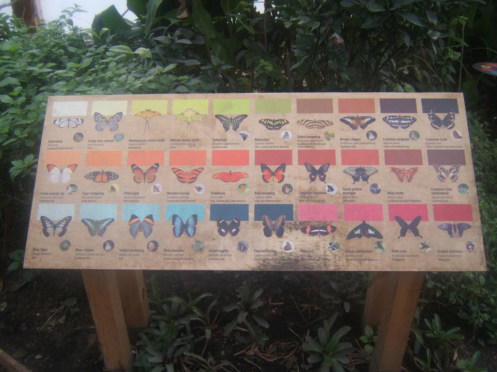 Butterfly signage