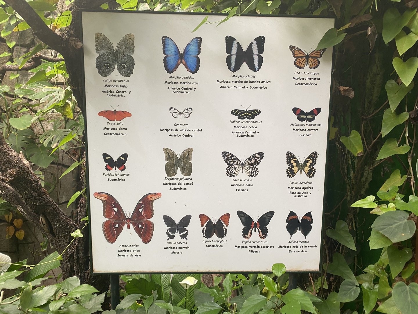 Butterfly signage