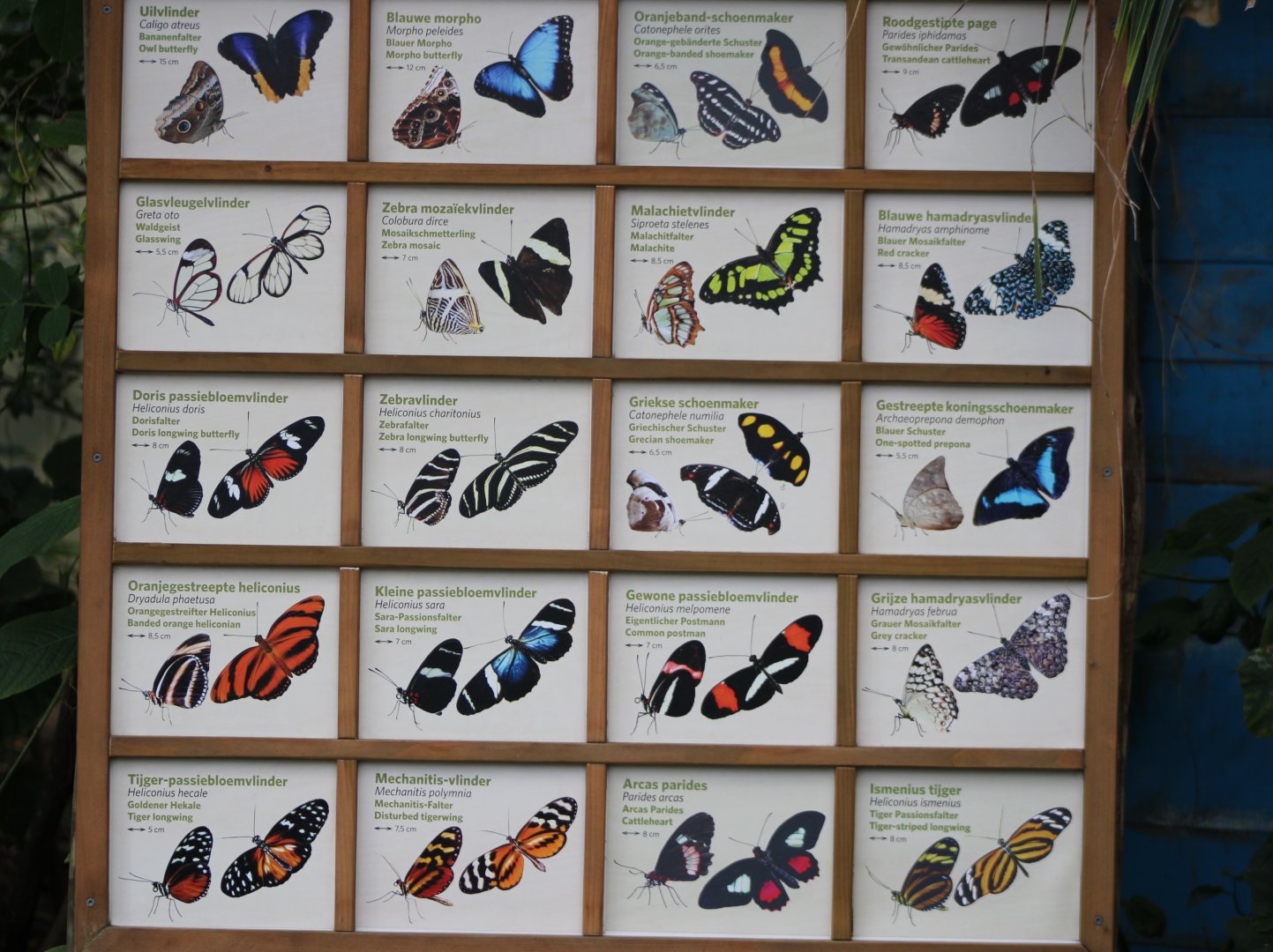 Butterfly signs in the Mangrove-hall