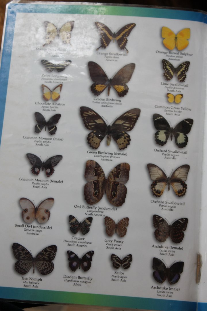Butterfly Signs