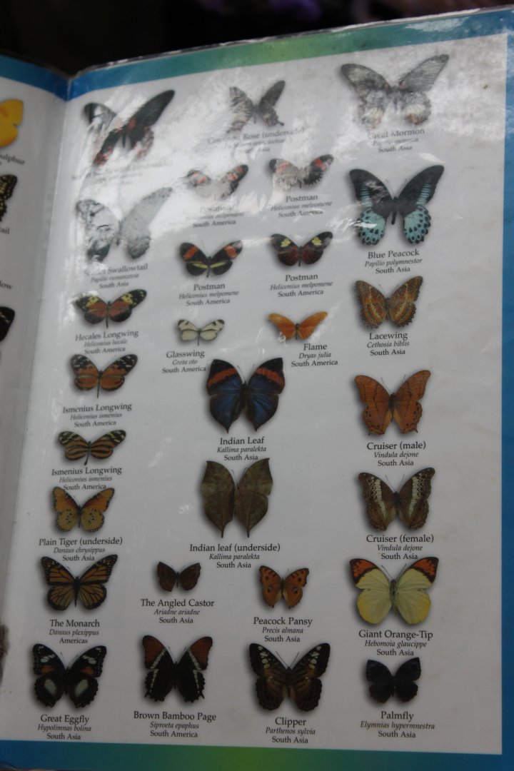 Butterfly Signs