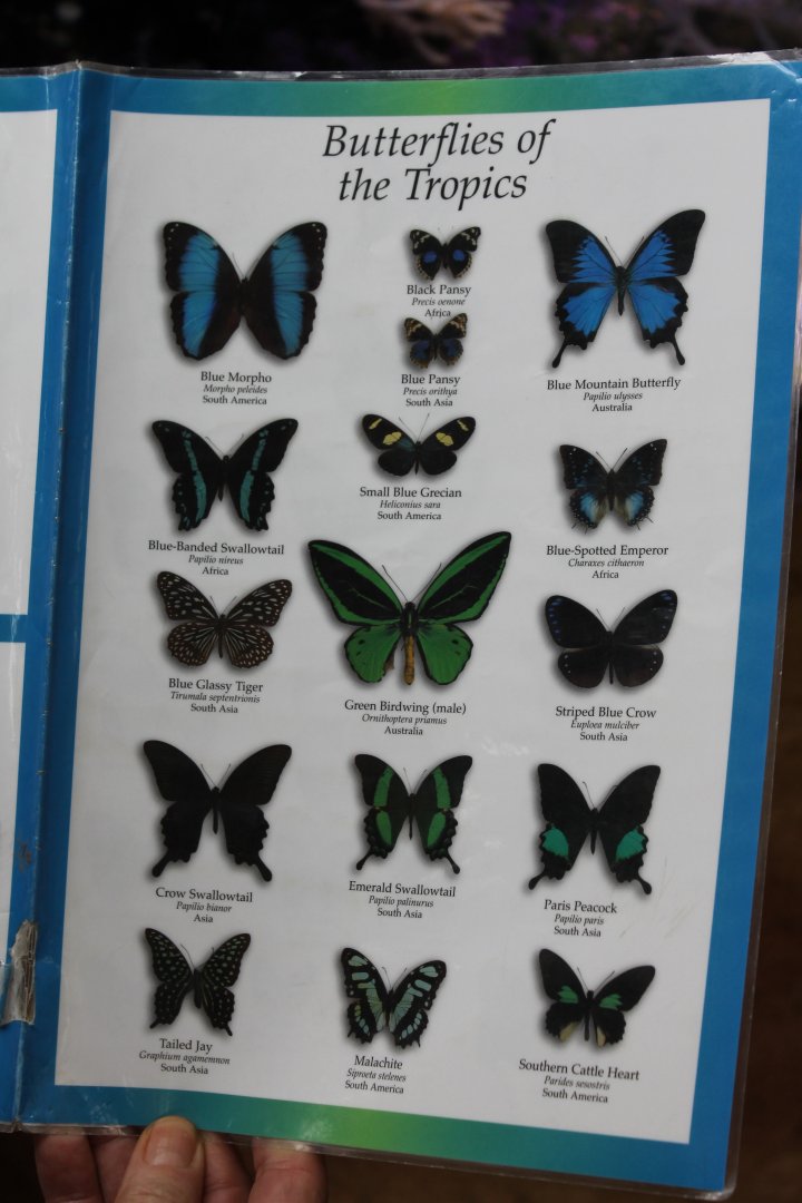 Butterfly Signs