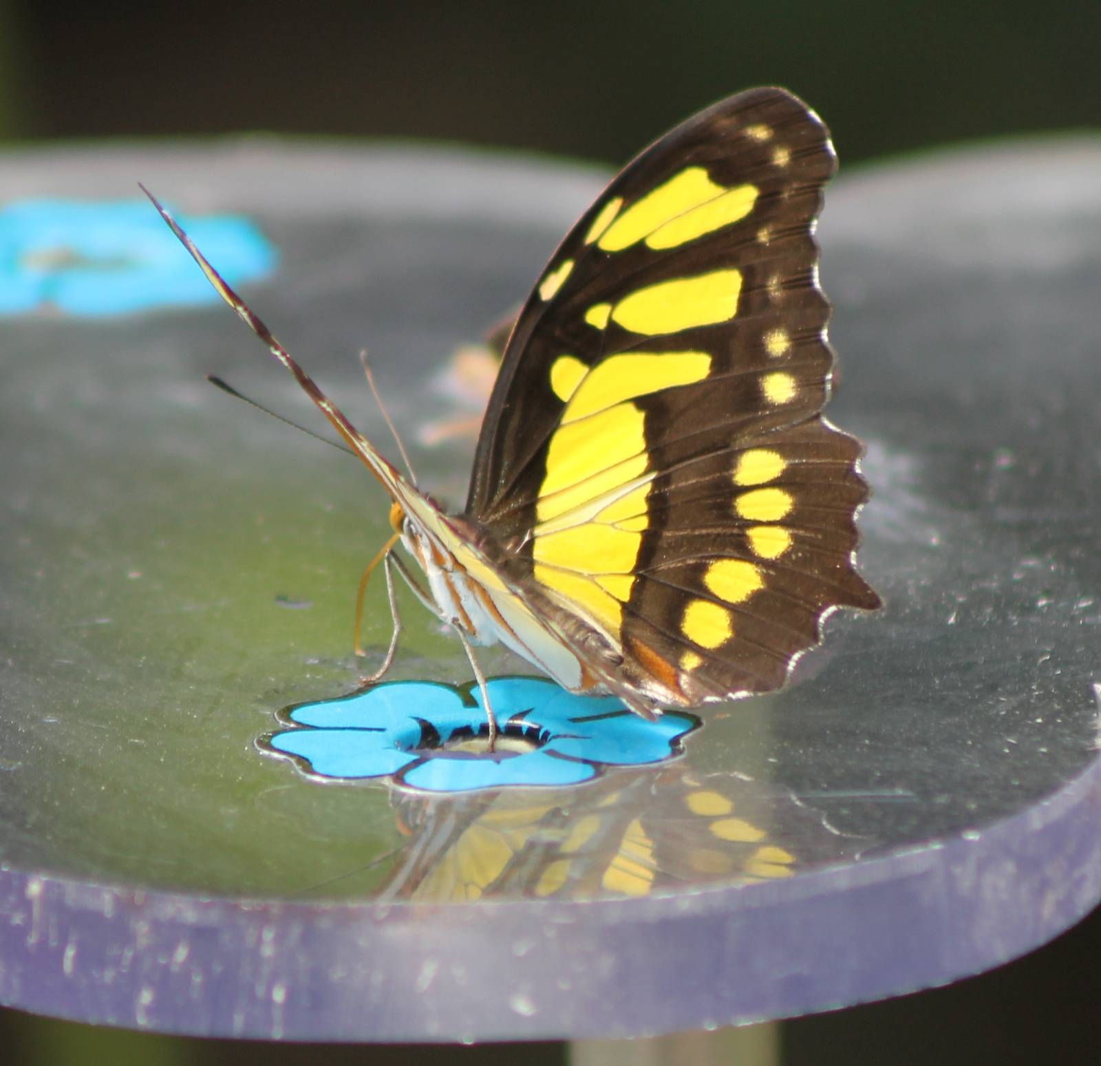 Butterfly Siproeta stelenes