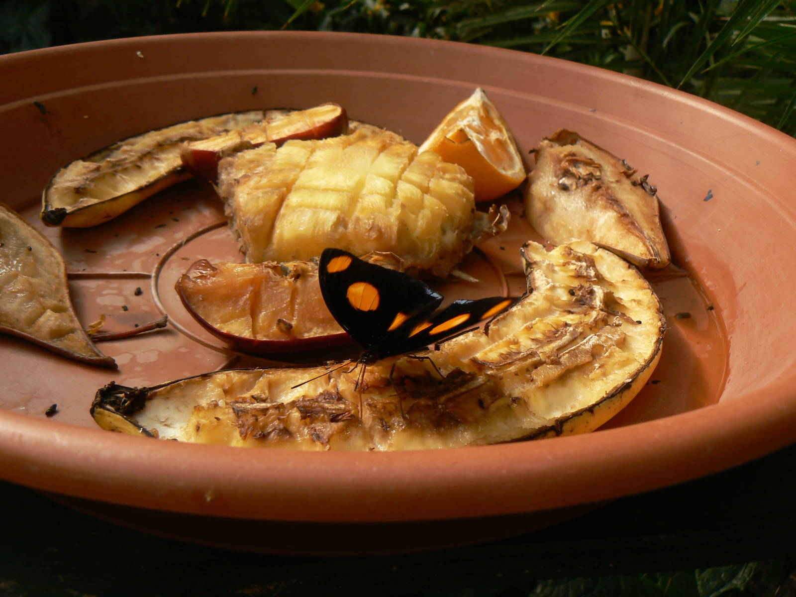 Butterfly (Sp?) On Fruit