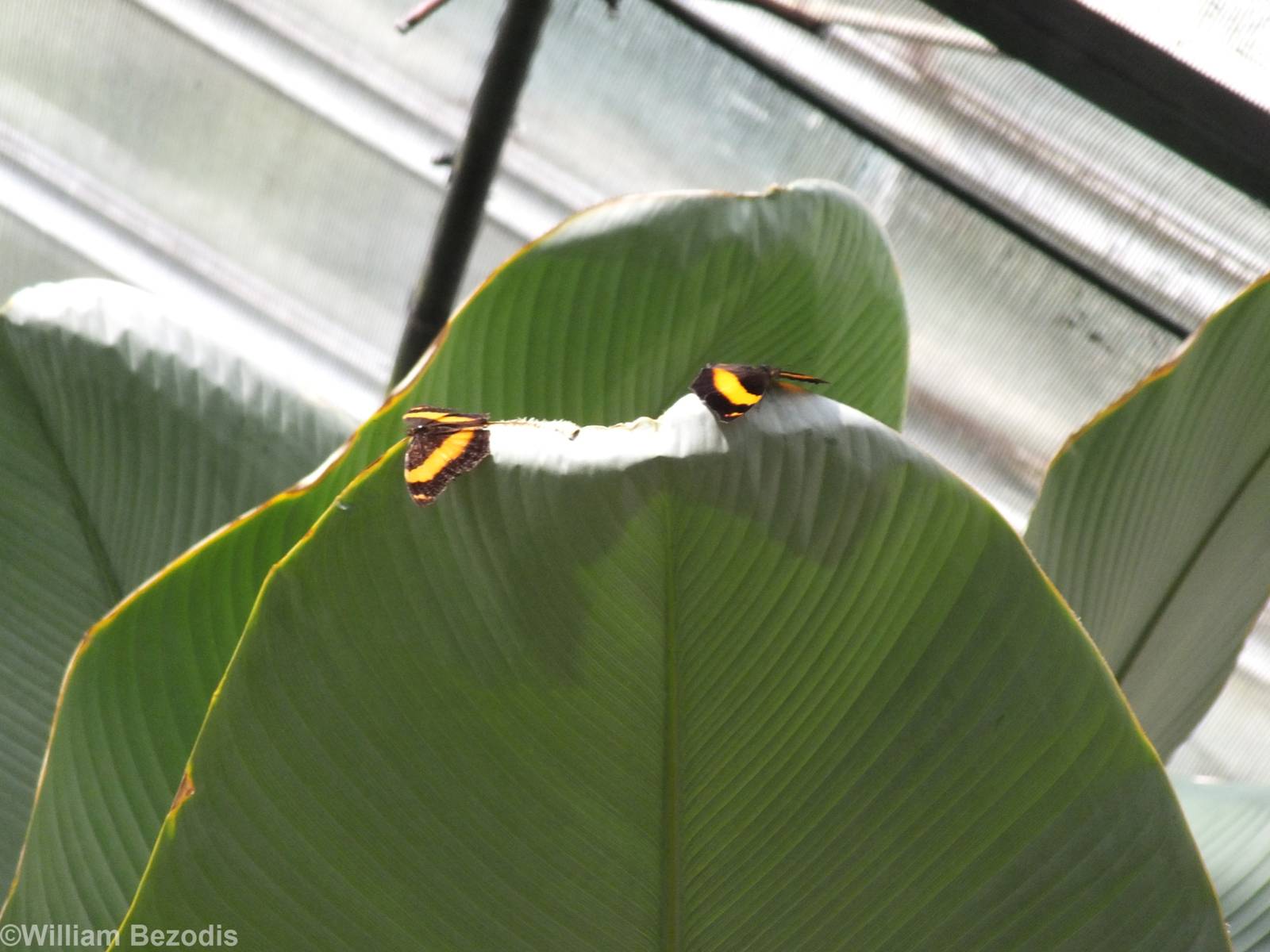 Butterfly Species (Cruiser?)