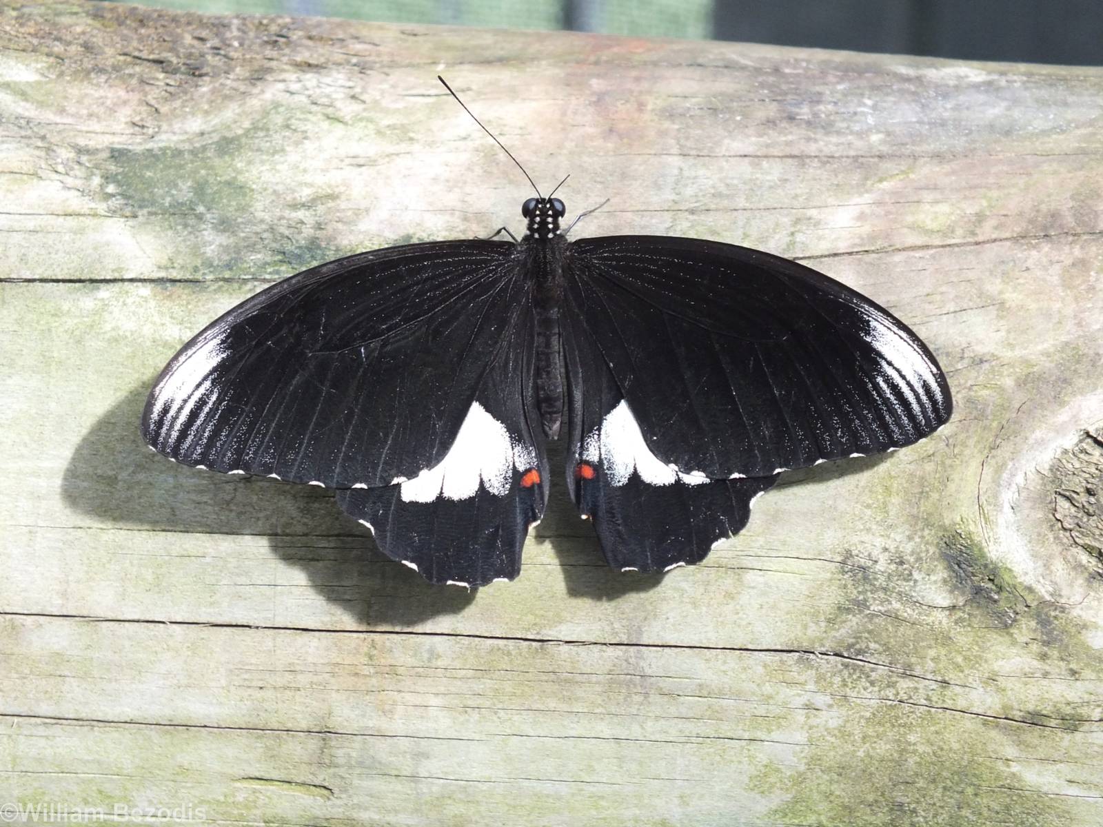 Butterfly Species? (Eggfly?)