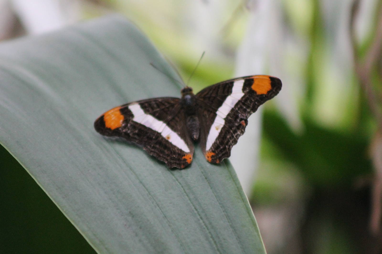Butterfly species ID?