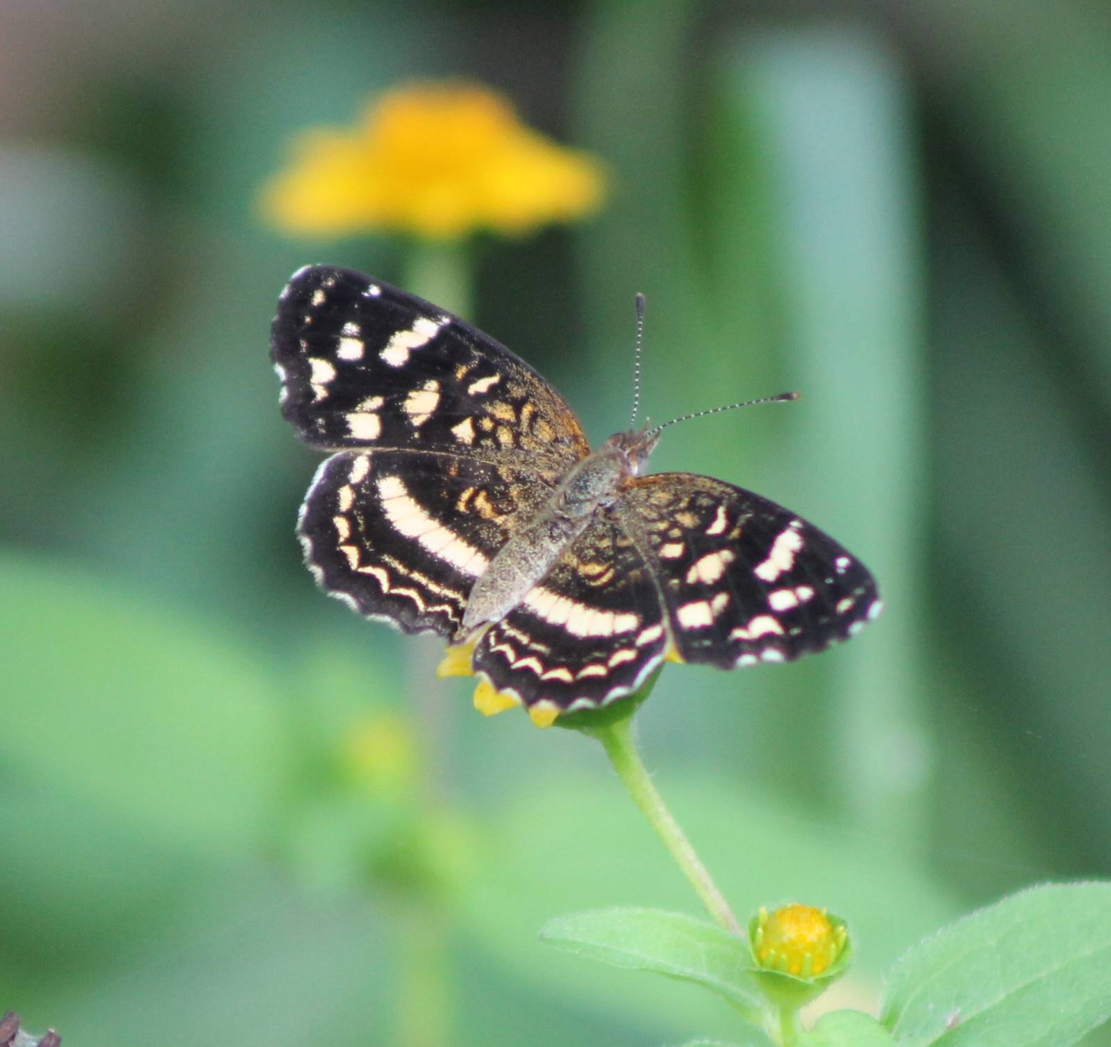 Butterfly species ID