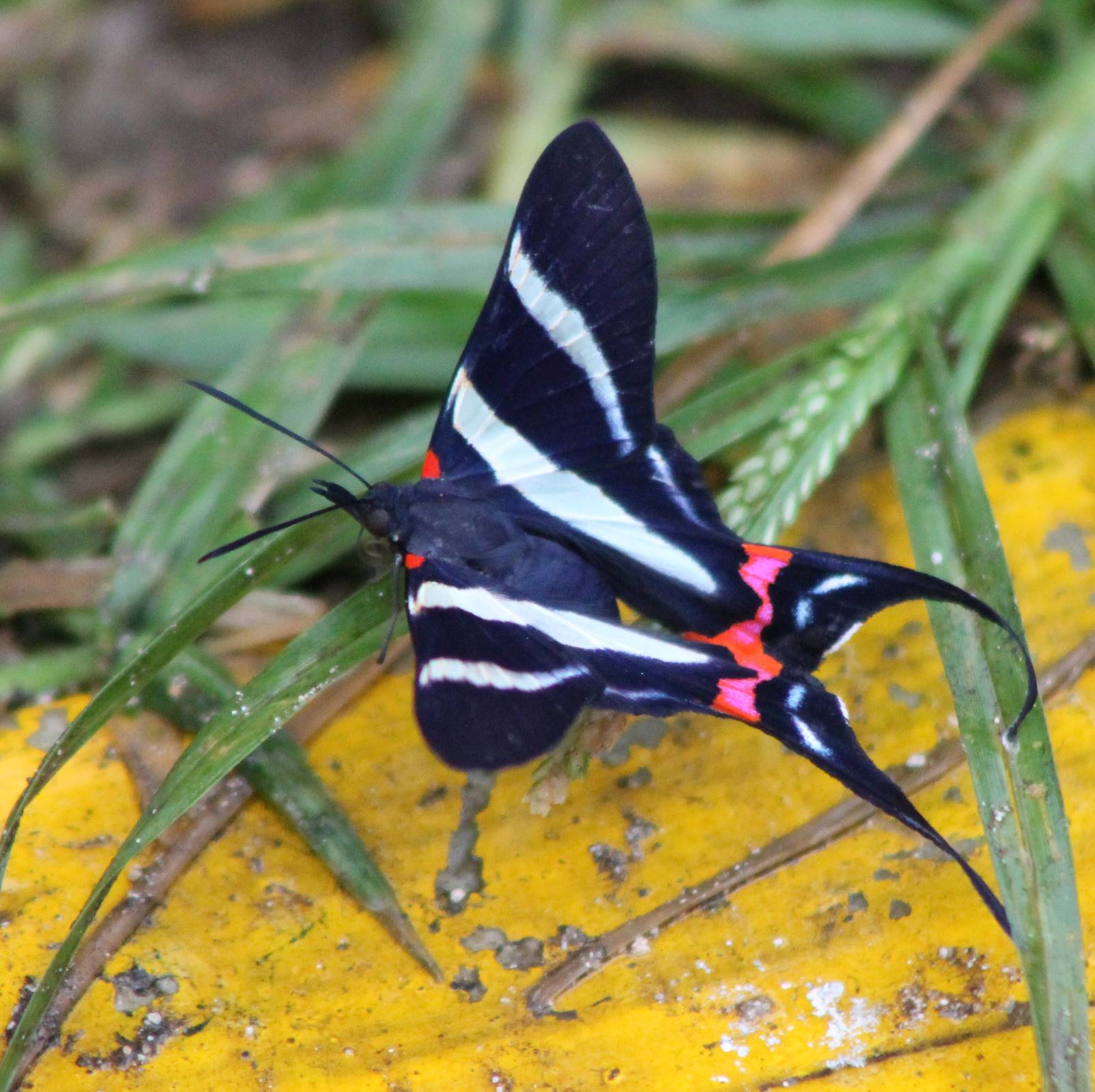 Butterfly species ID