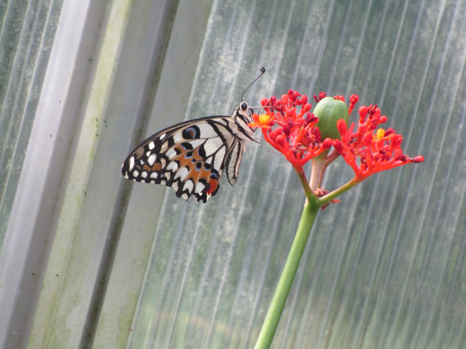 Butterfly - Species ID