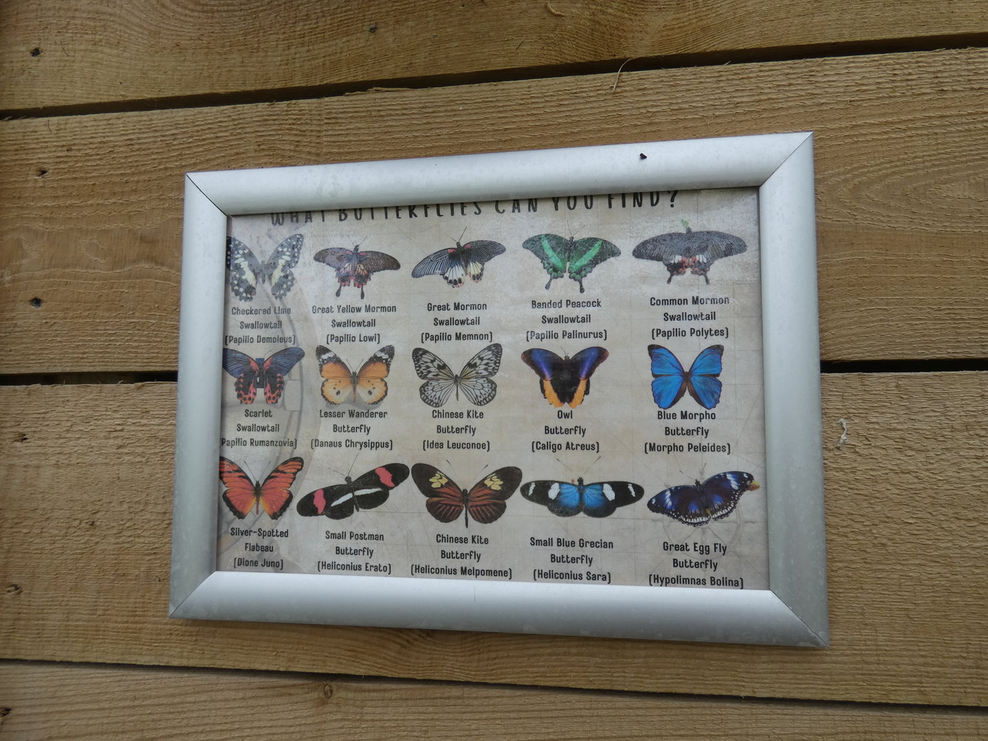 Butterfly species in Endeavour Tropical House