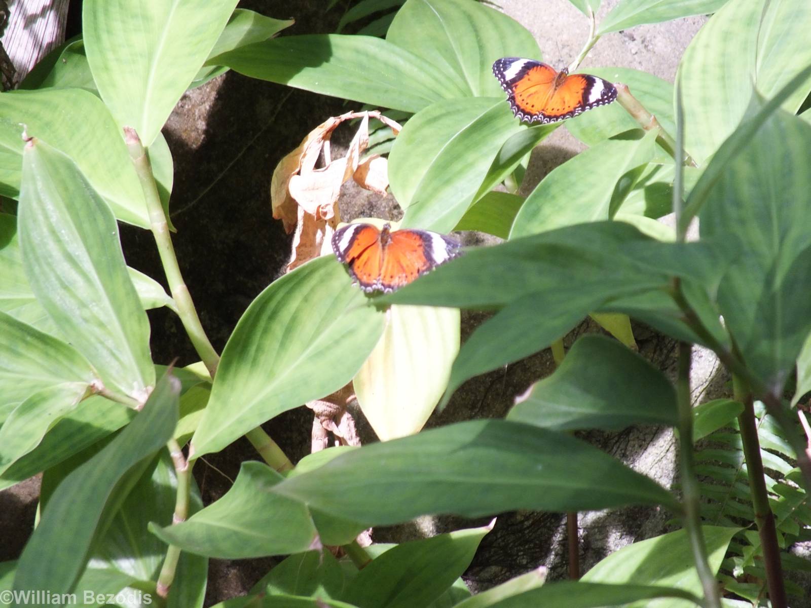 Butterfly Species (Orange Lacewing?)