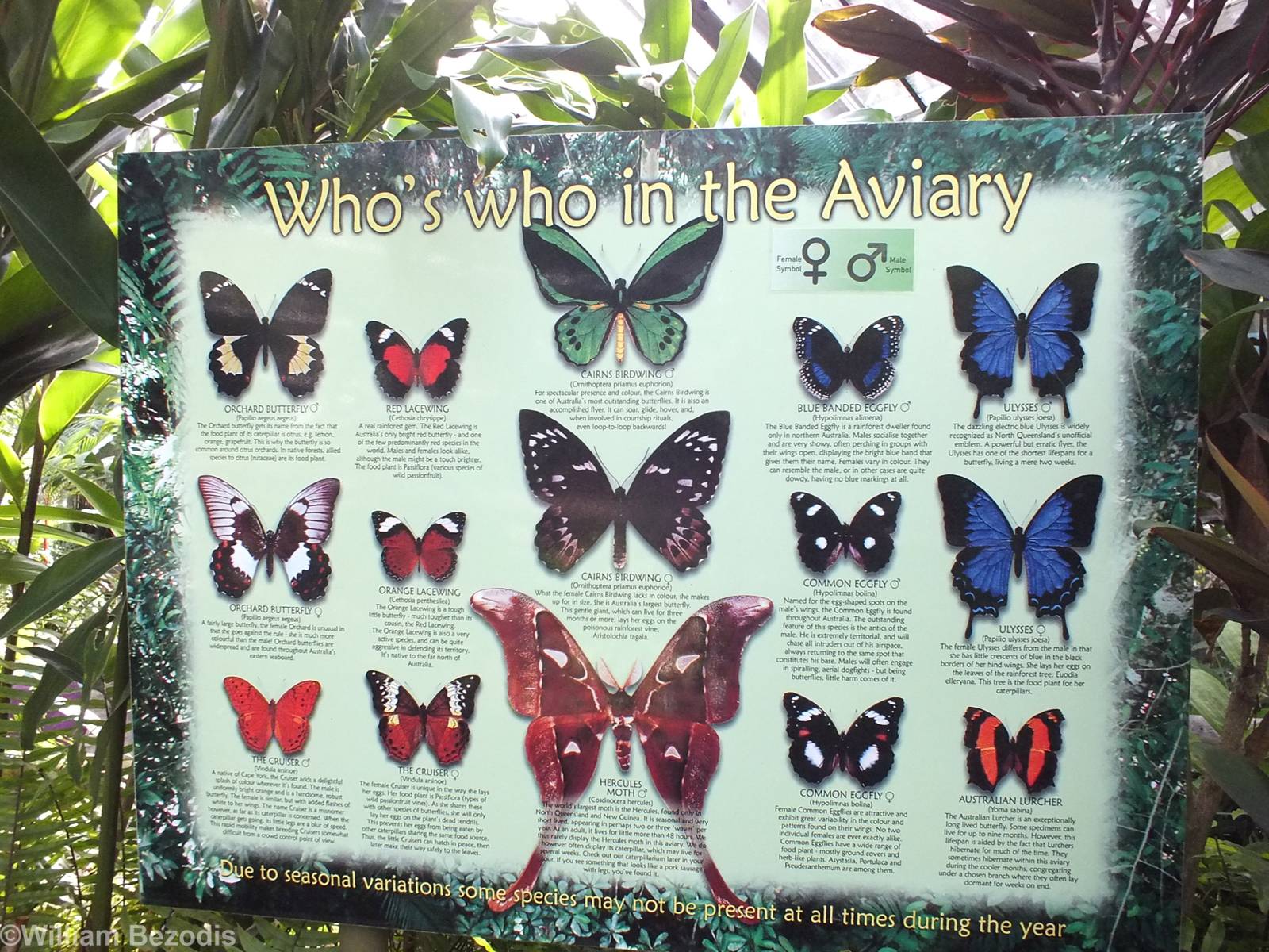 Butterfly Species Sign