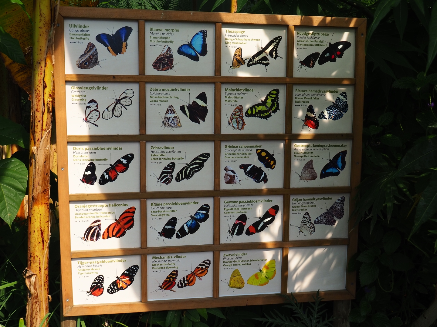 Butterfly species signs (Sep 16th, 2018)