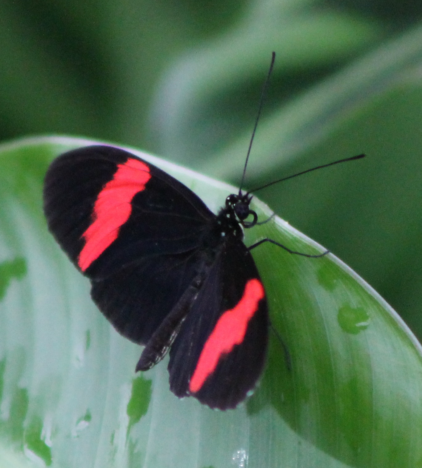 butterfly species