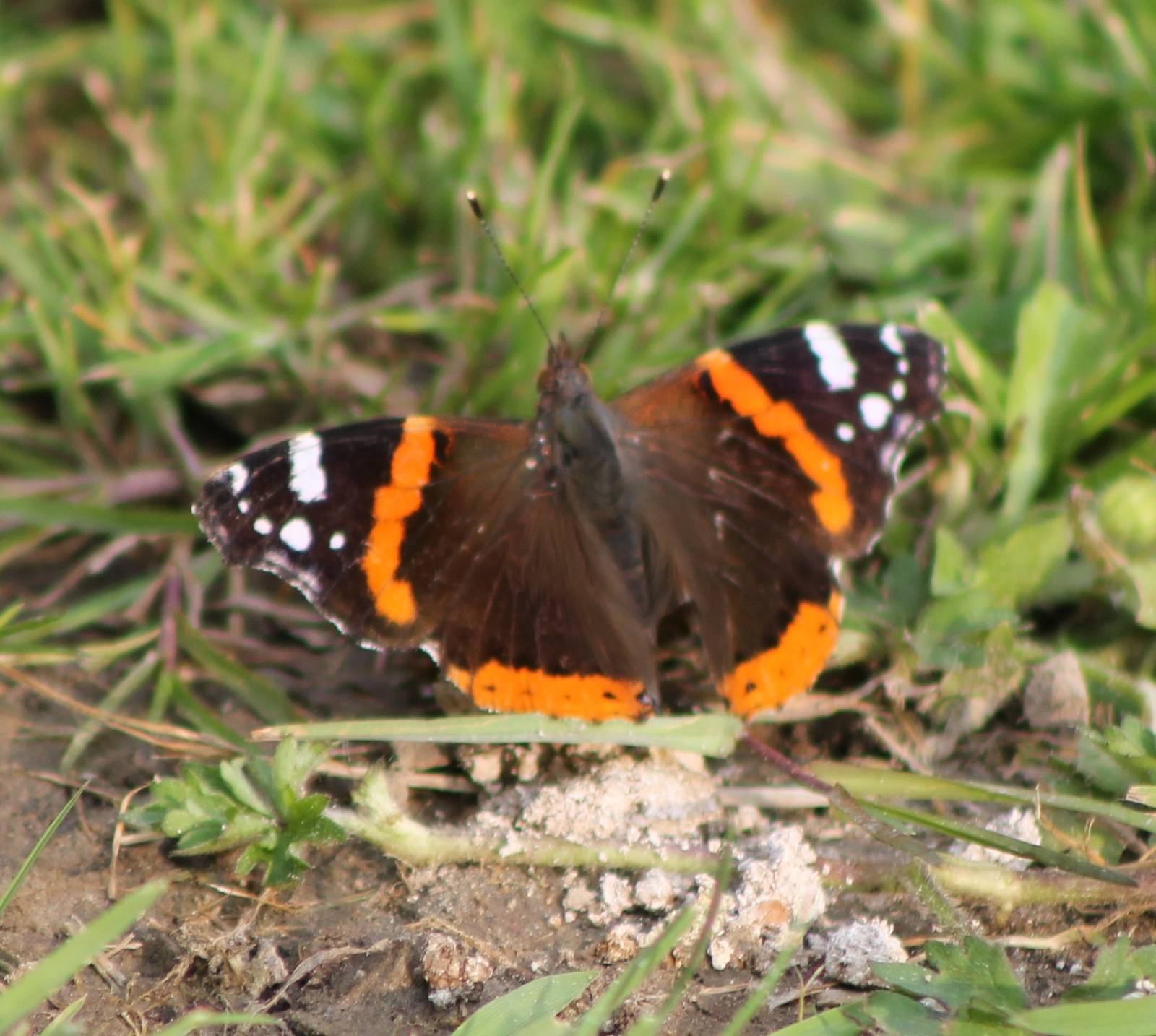 butterfly species