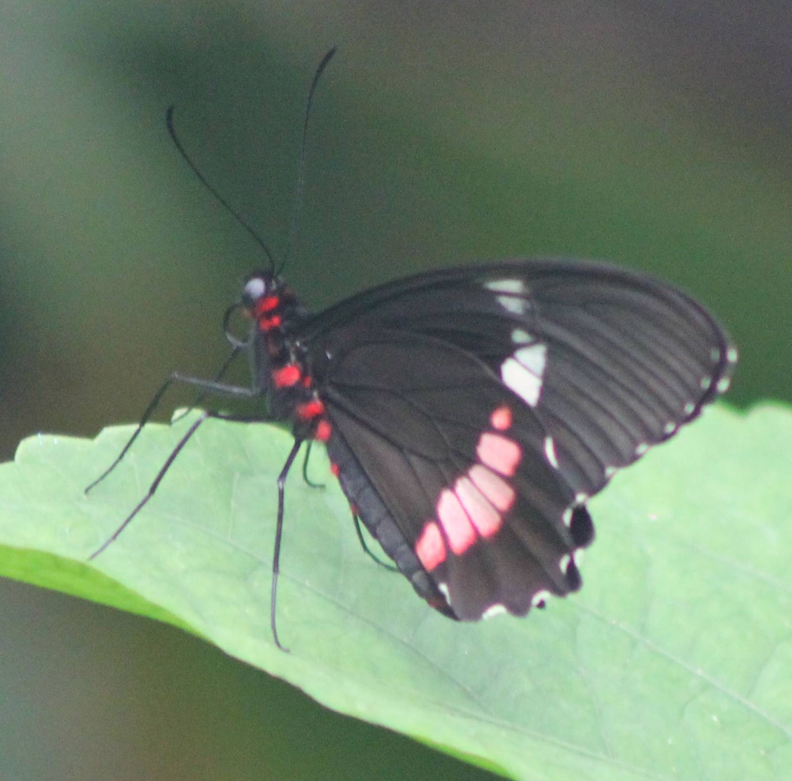 Butterfly-species
