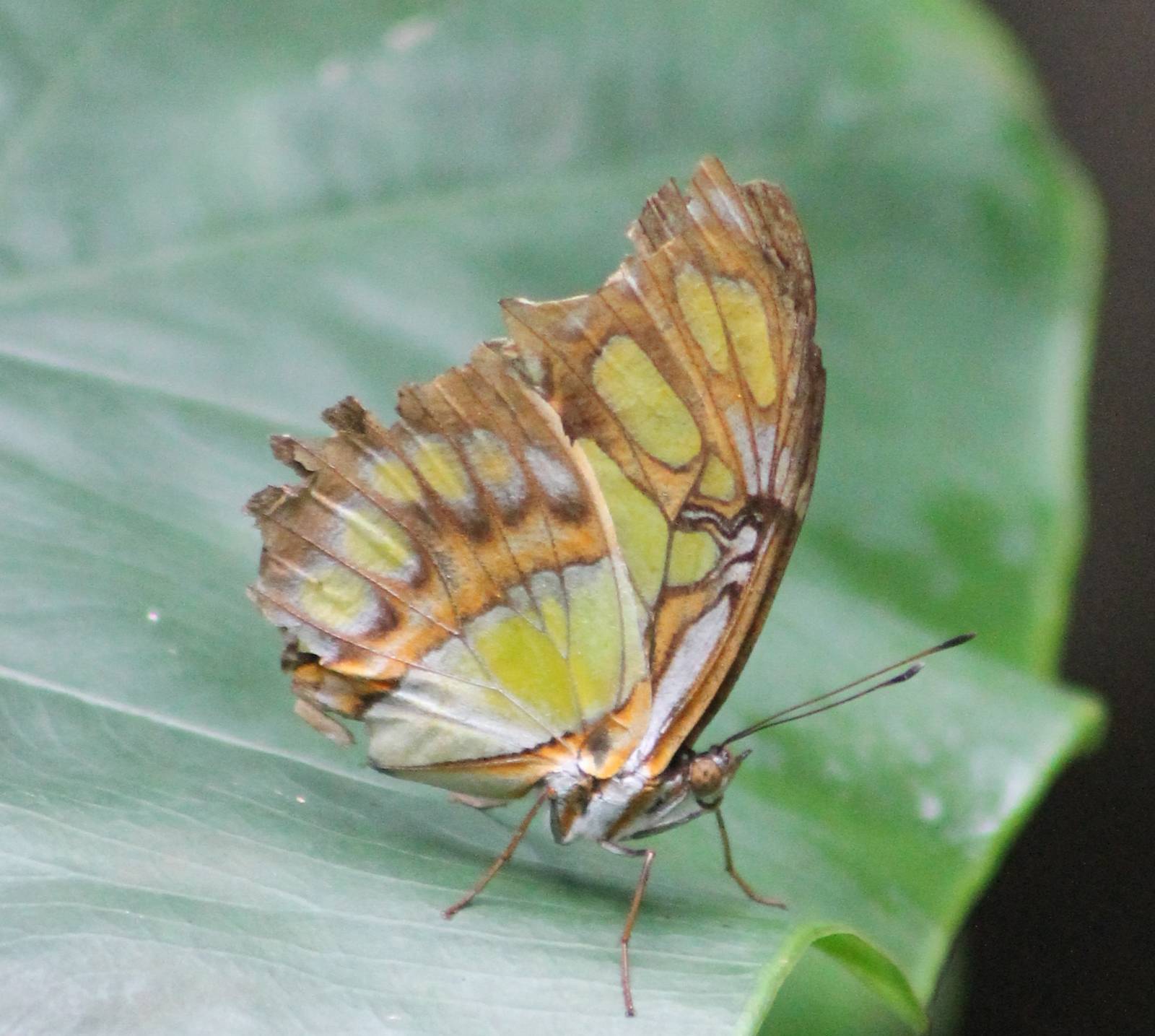 Butterfly species