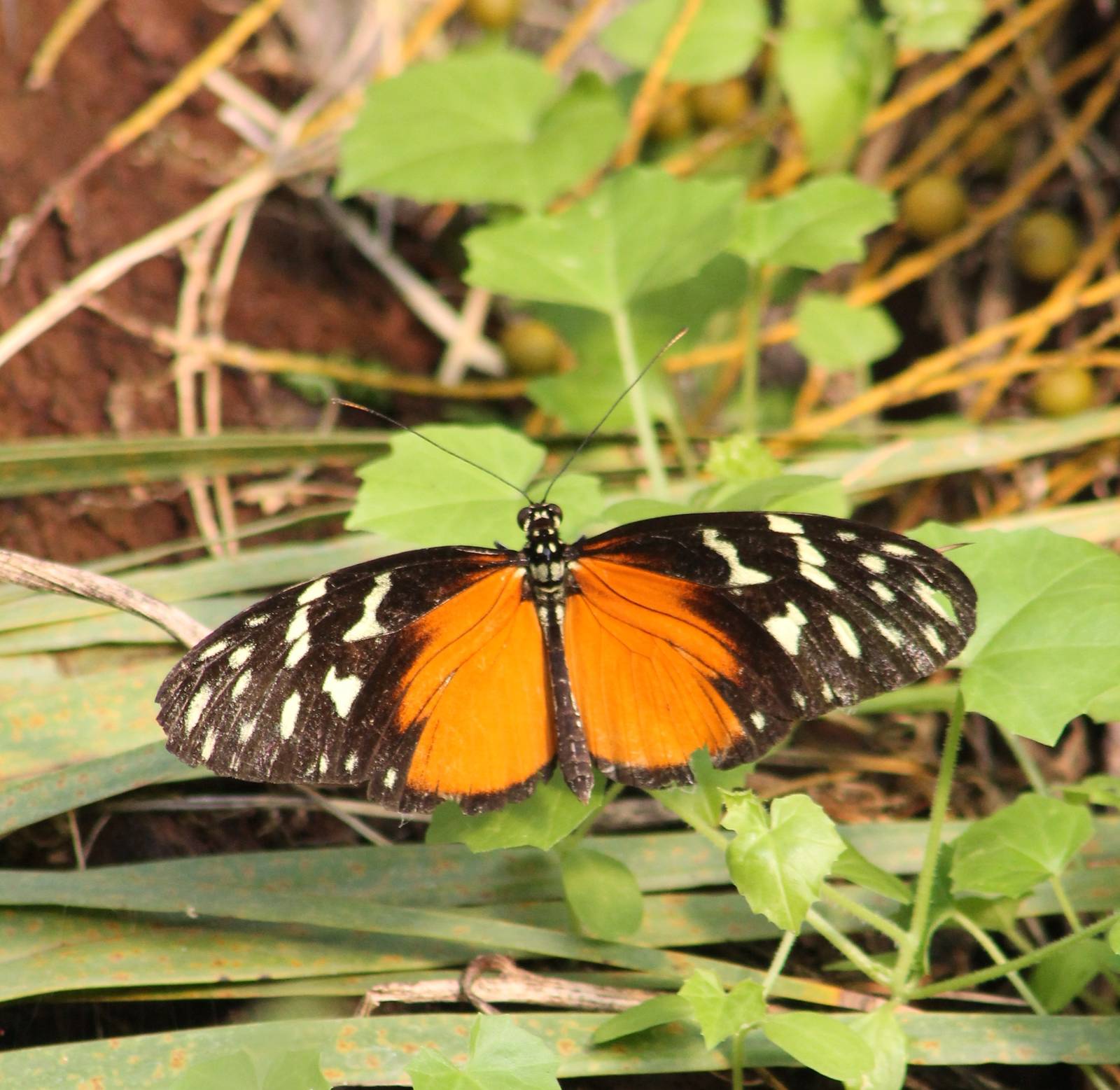 Butterfly species