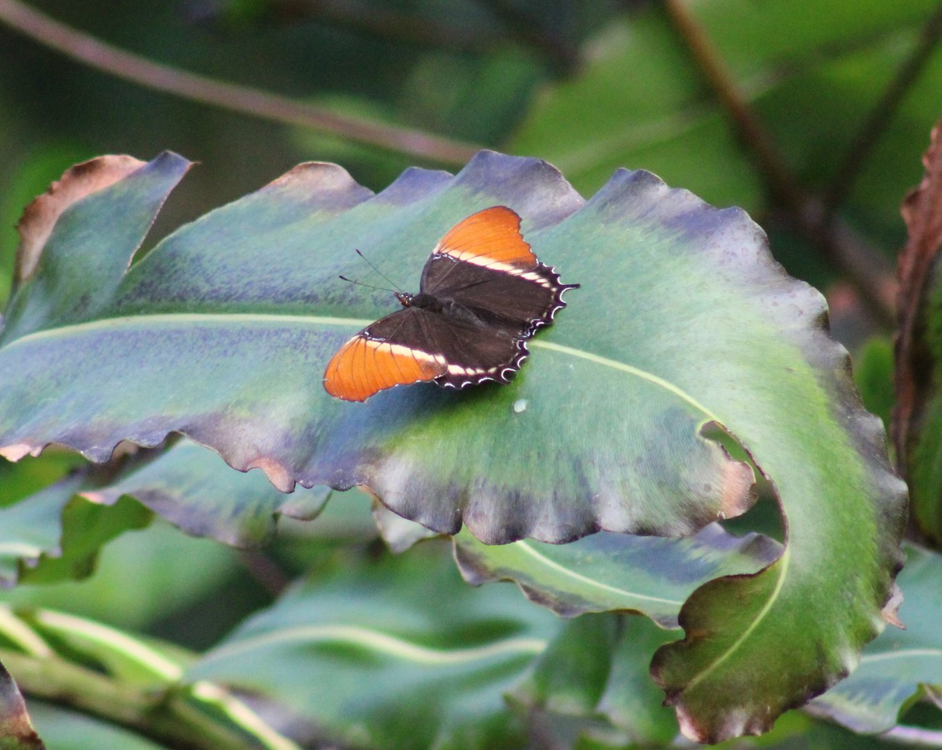 Butterfly-species
