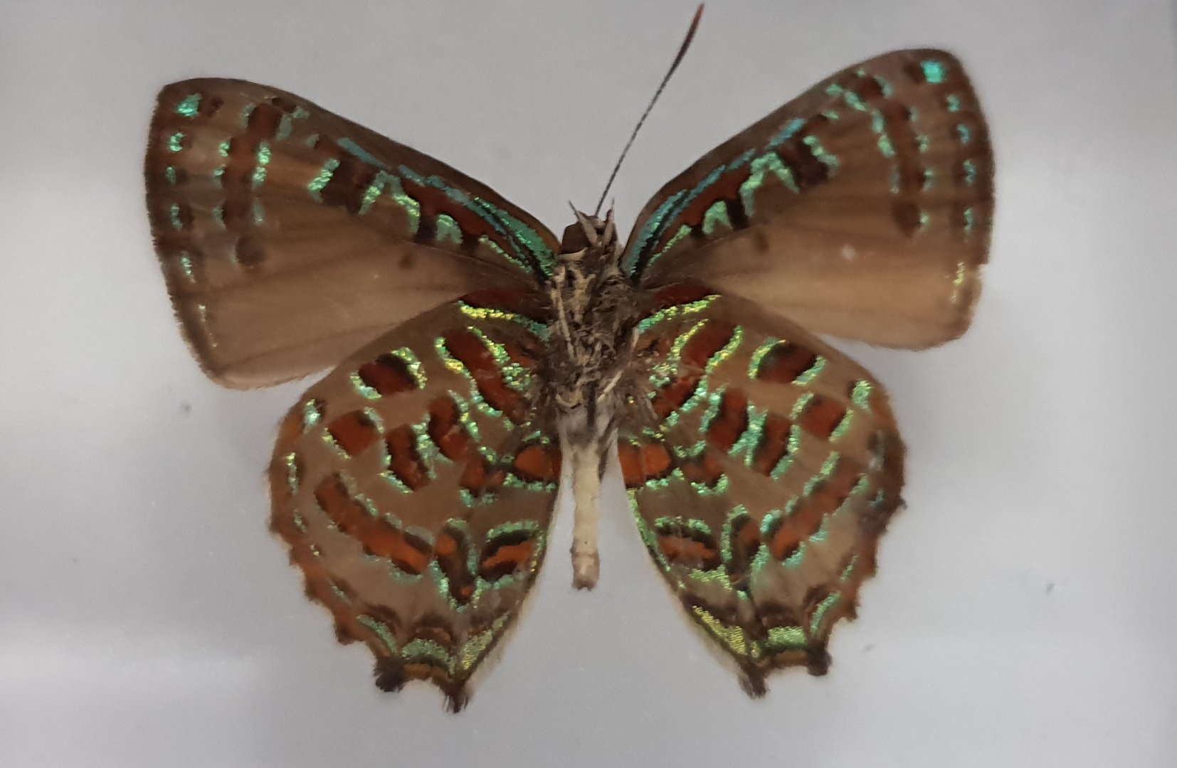 Butterfly specimen ID