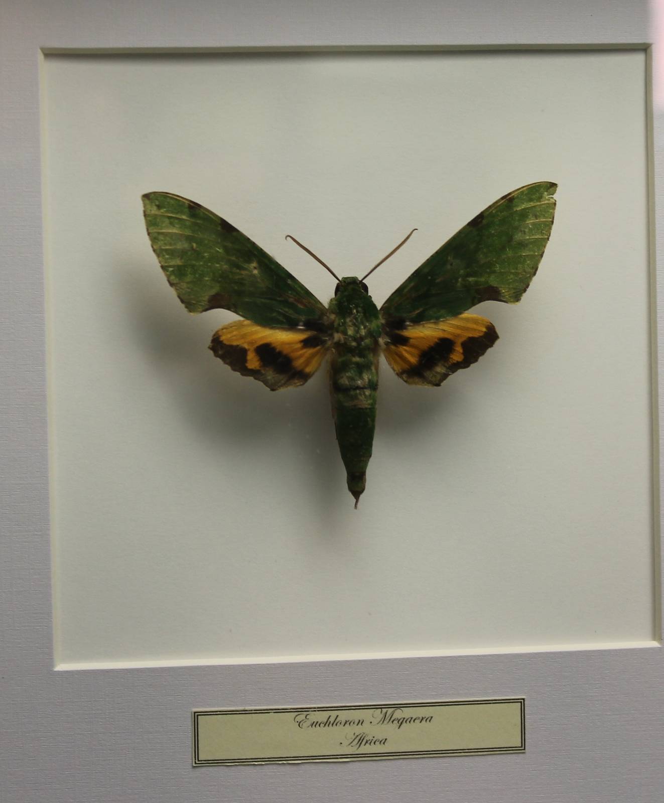 Butterfly-specimen
