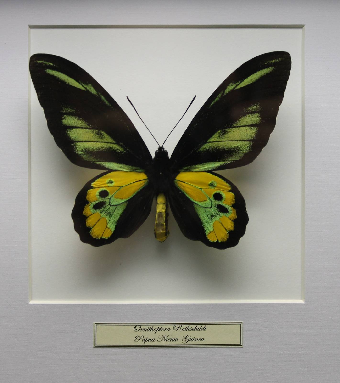 Butterfly-specimen
