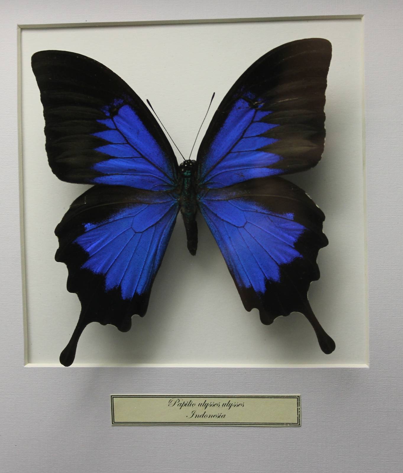 Butterfly-specimen