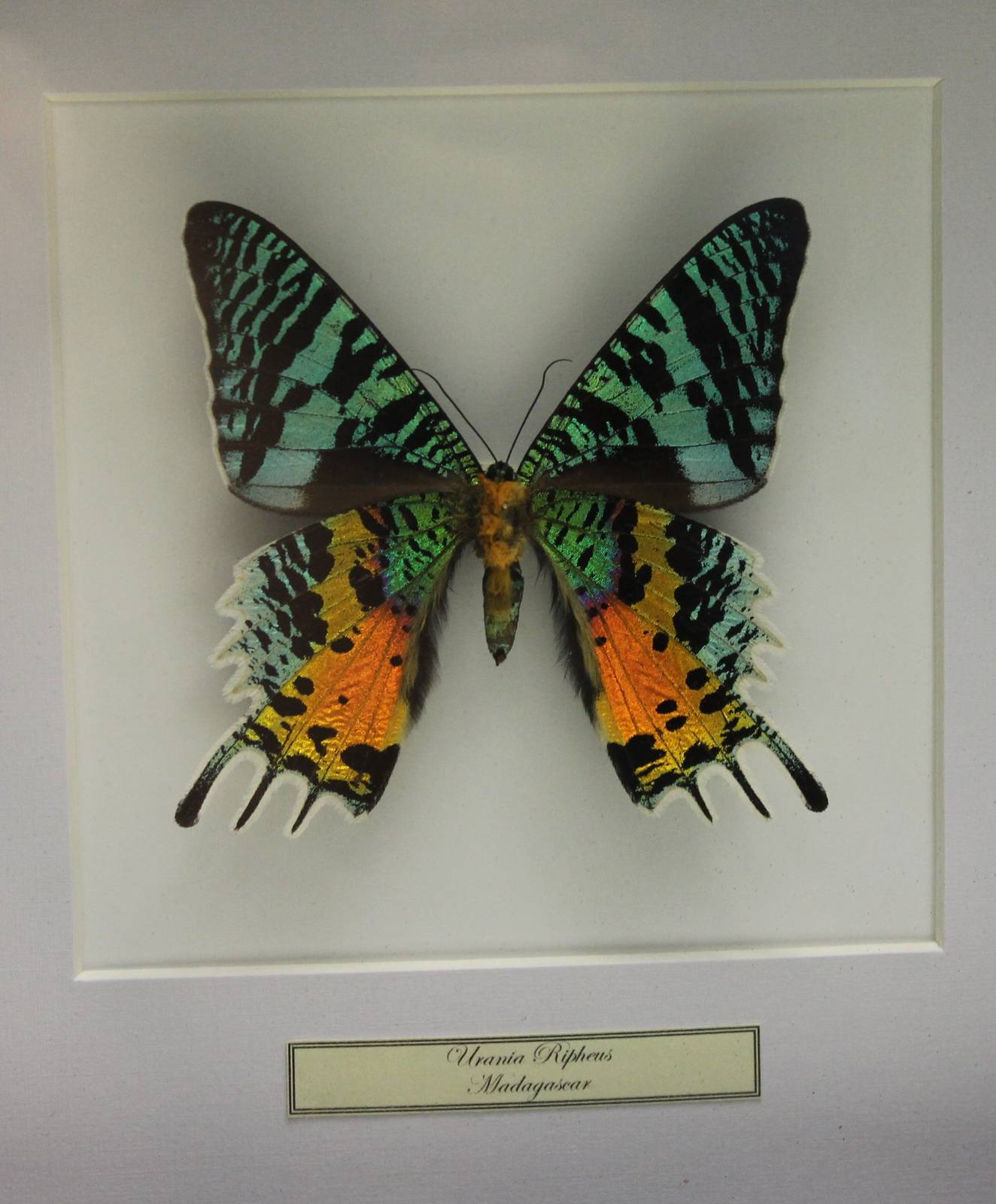 Butterfly-specimen