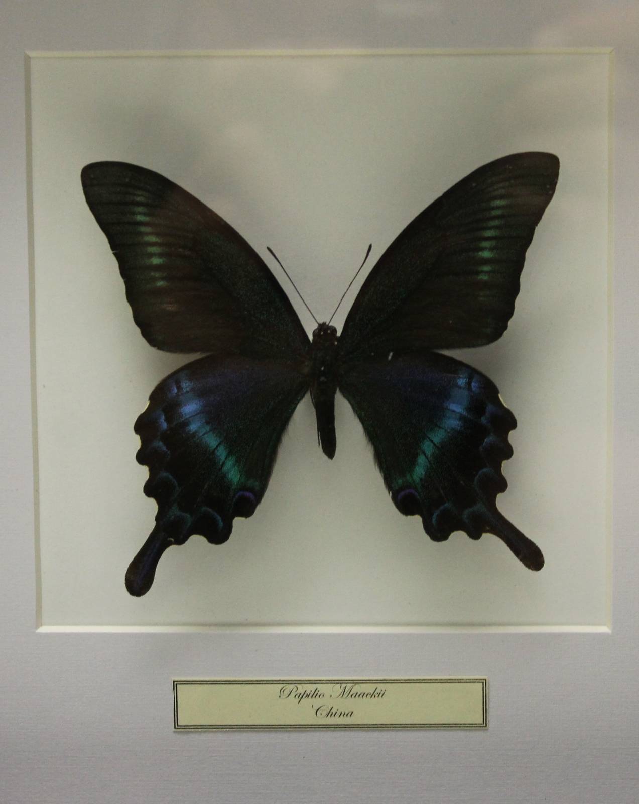 Butterfly-specimen