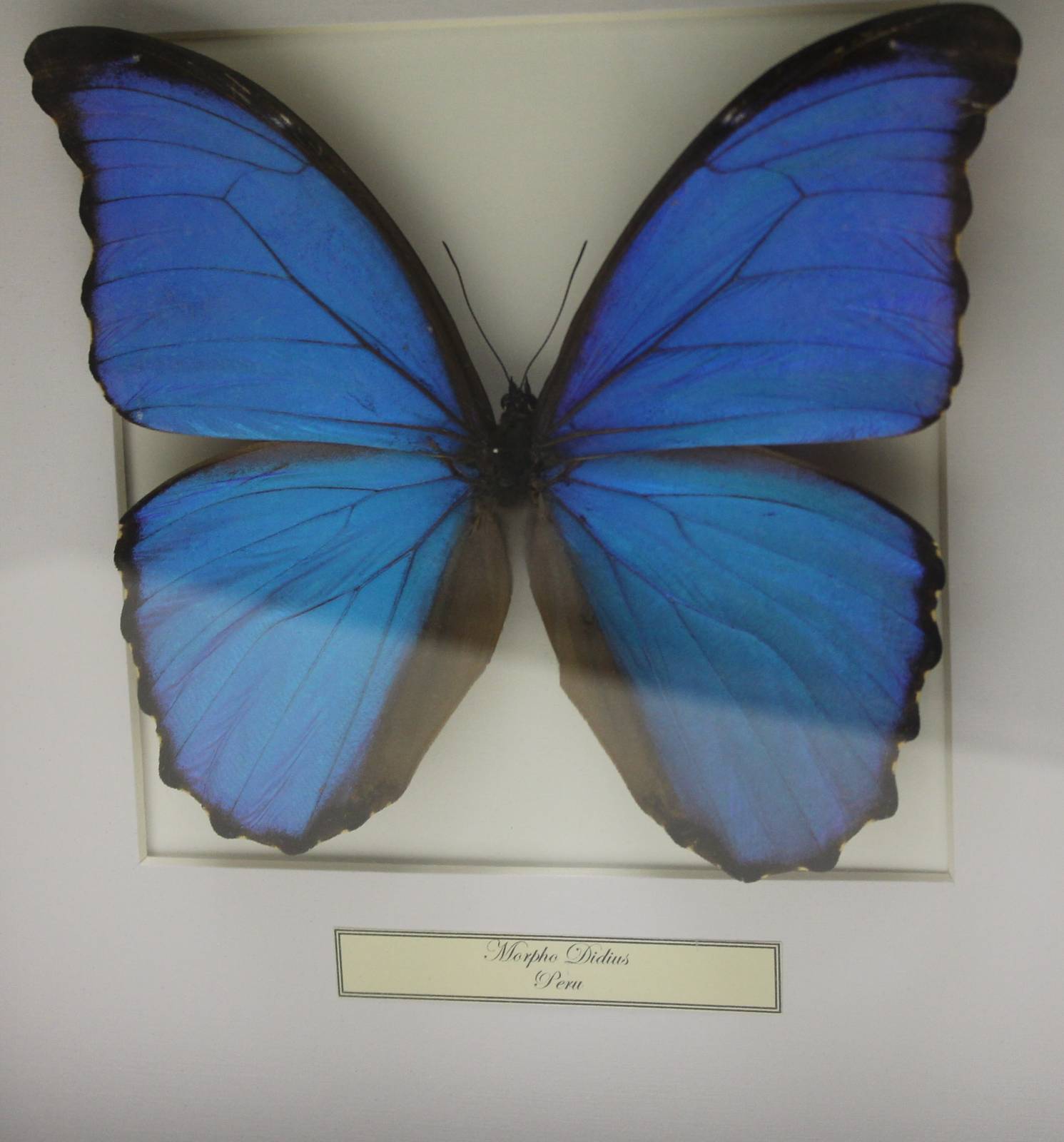 Butterfly-specimen