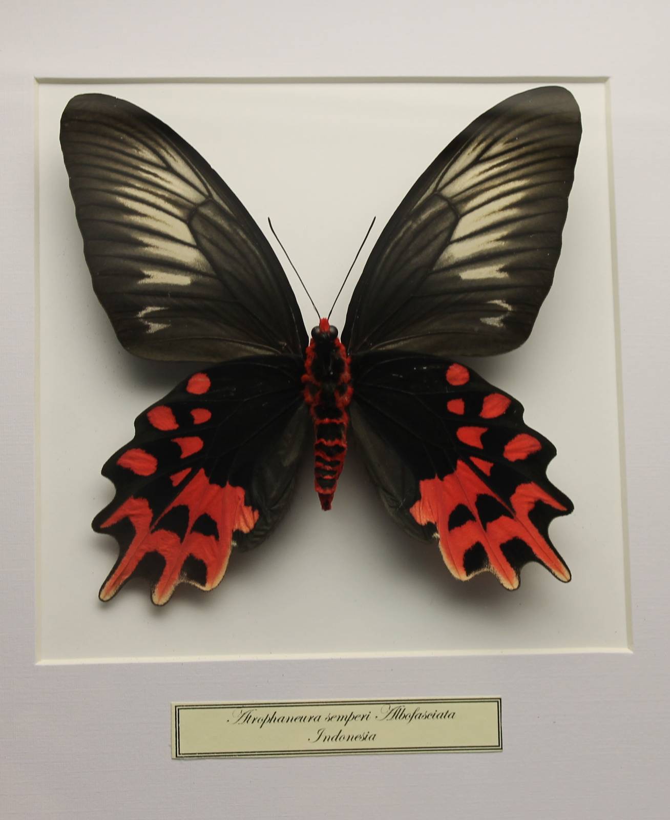 Butterfly-specimen
