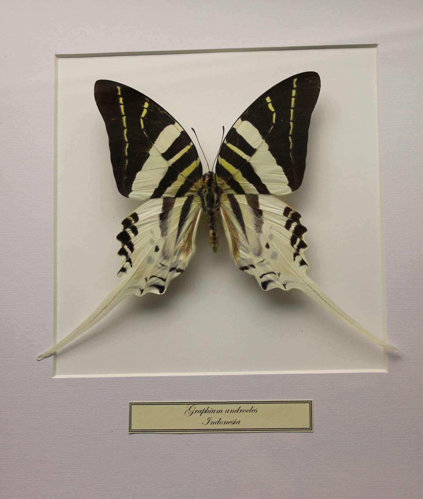 Butterfly-specimen