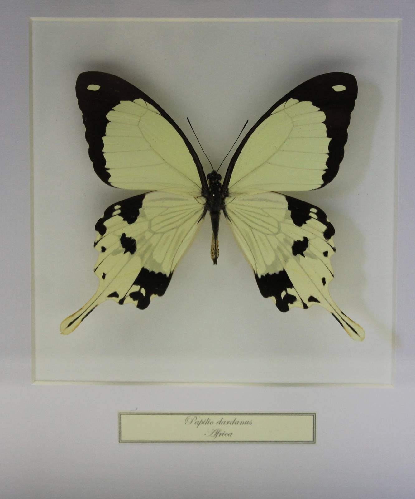 Butterfly-specimen