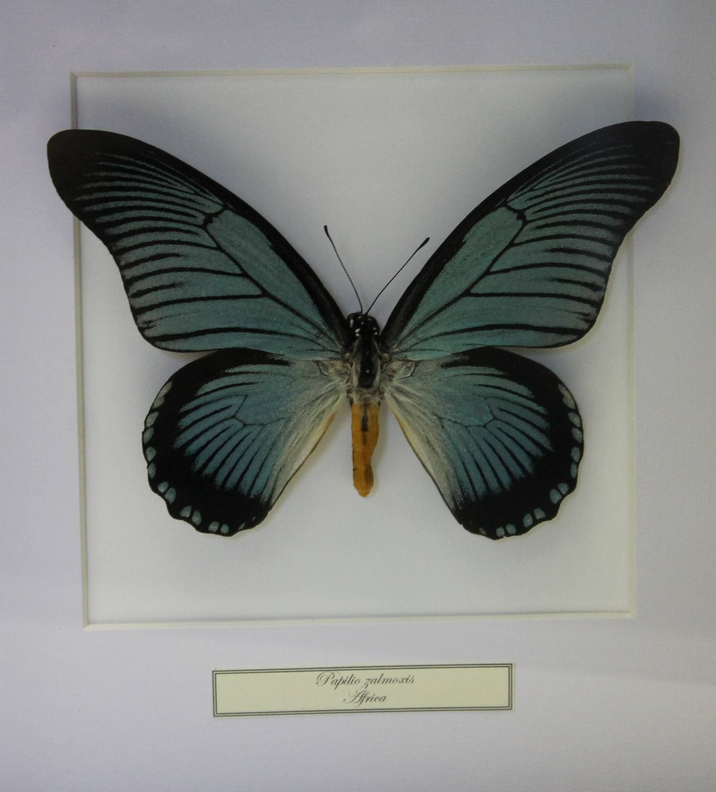 Butterfly-specimen
