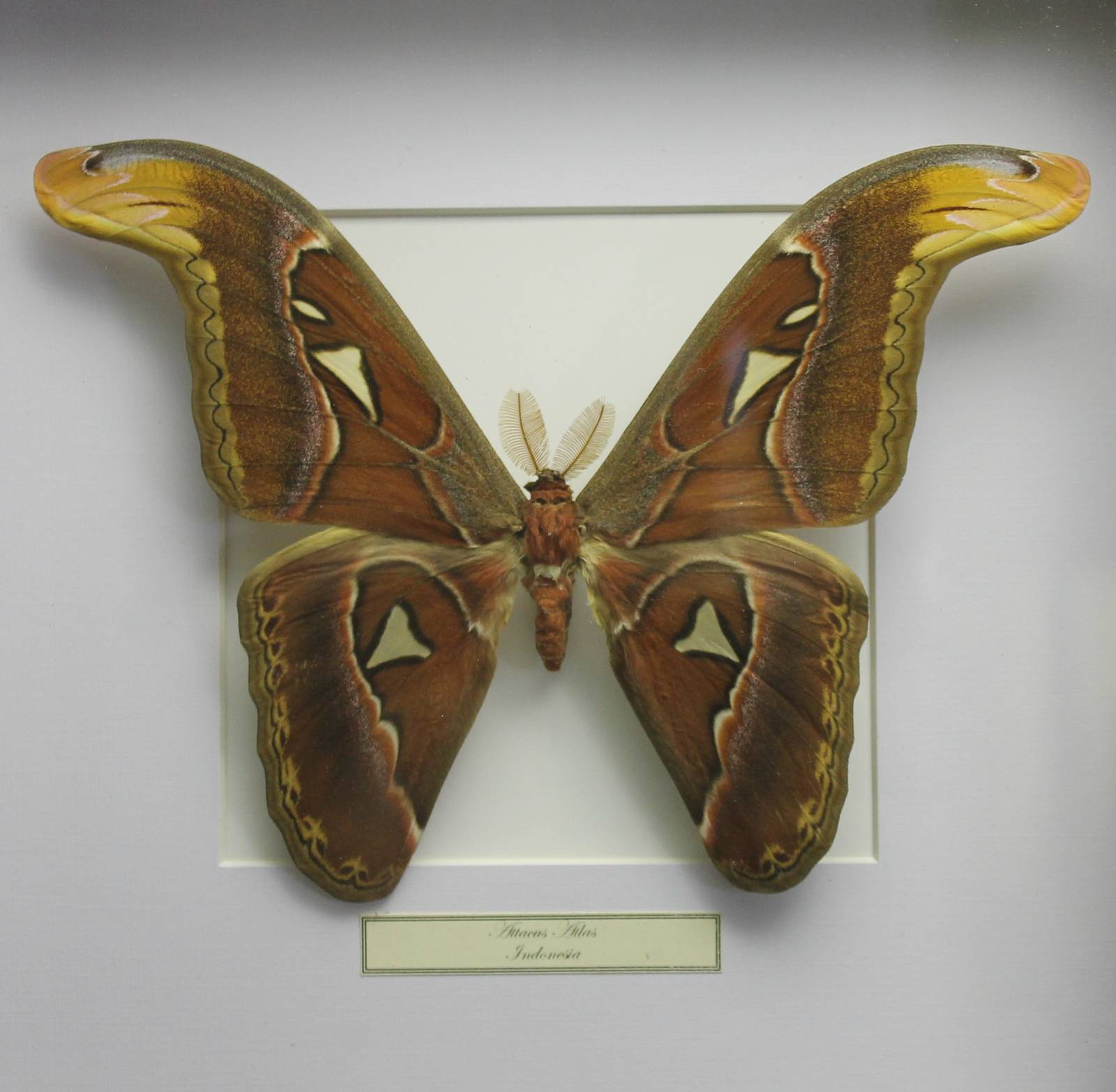 Butterfly-specimen