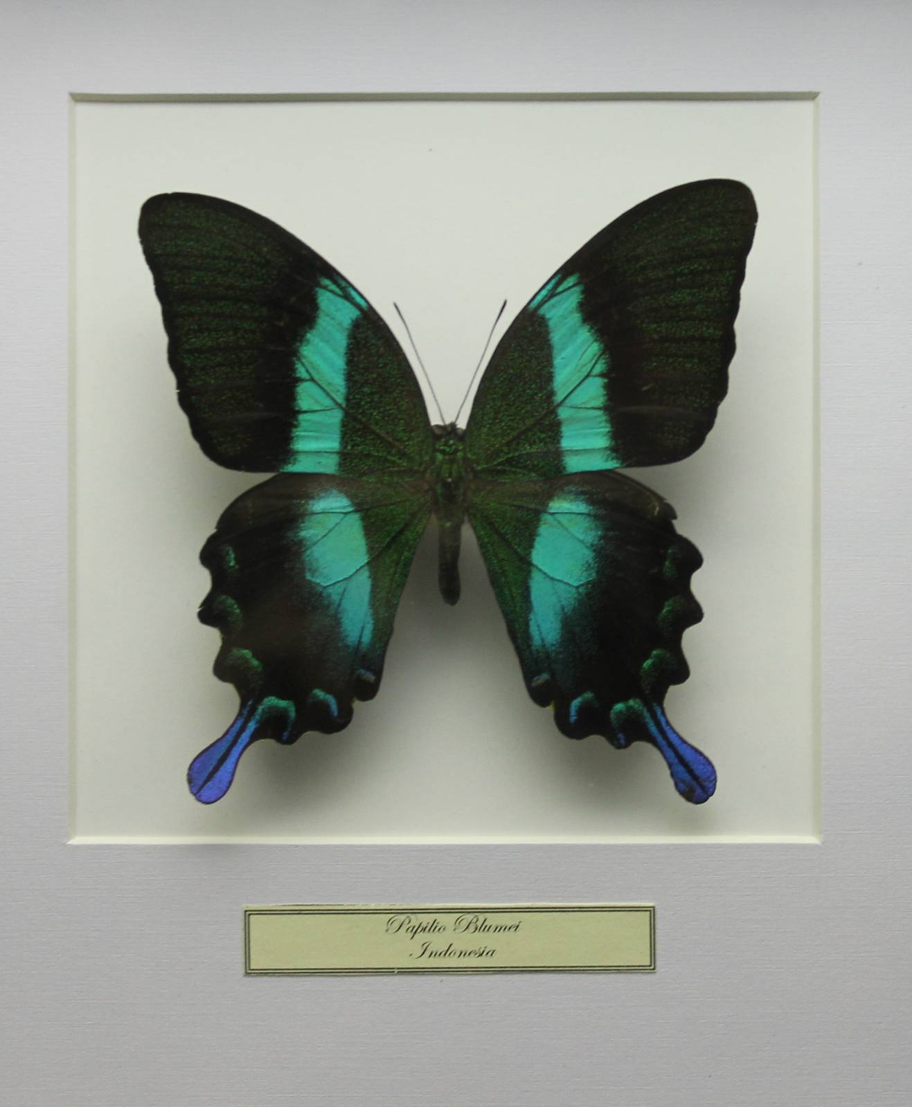 Butterfly-specimen