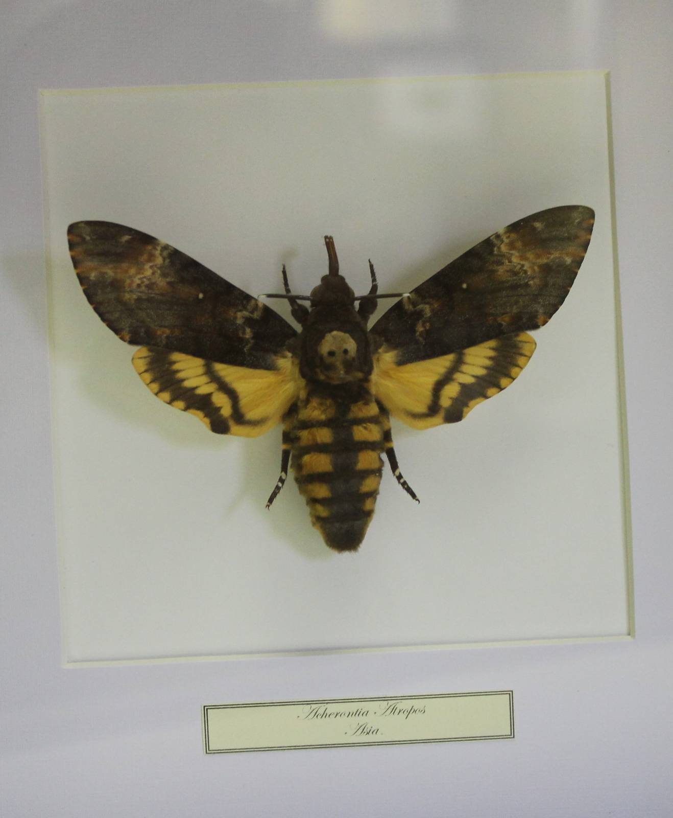 Butterfly-specimen