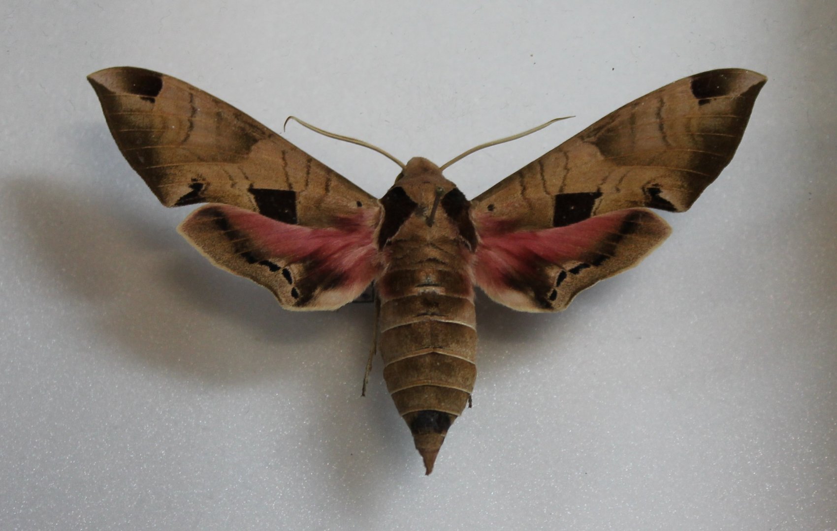 Butterfly specimen