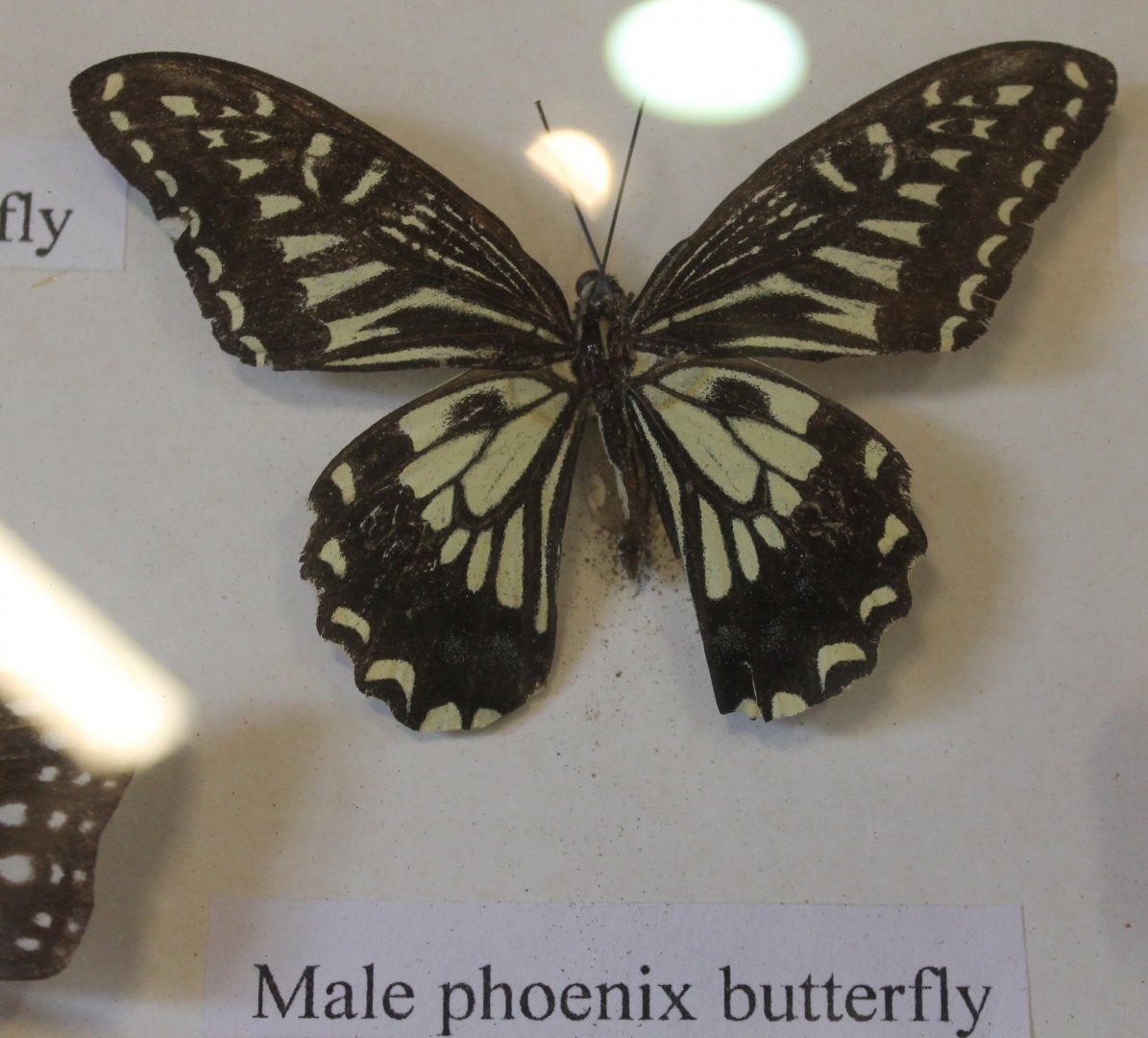 Butterfly specimen