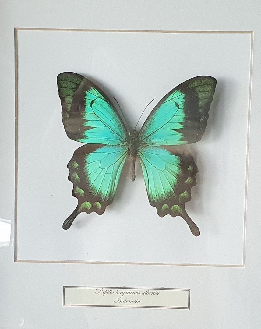Butterfly specimen