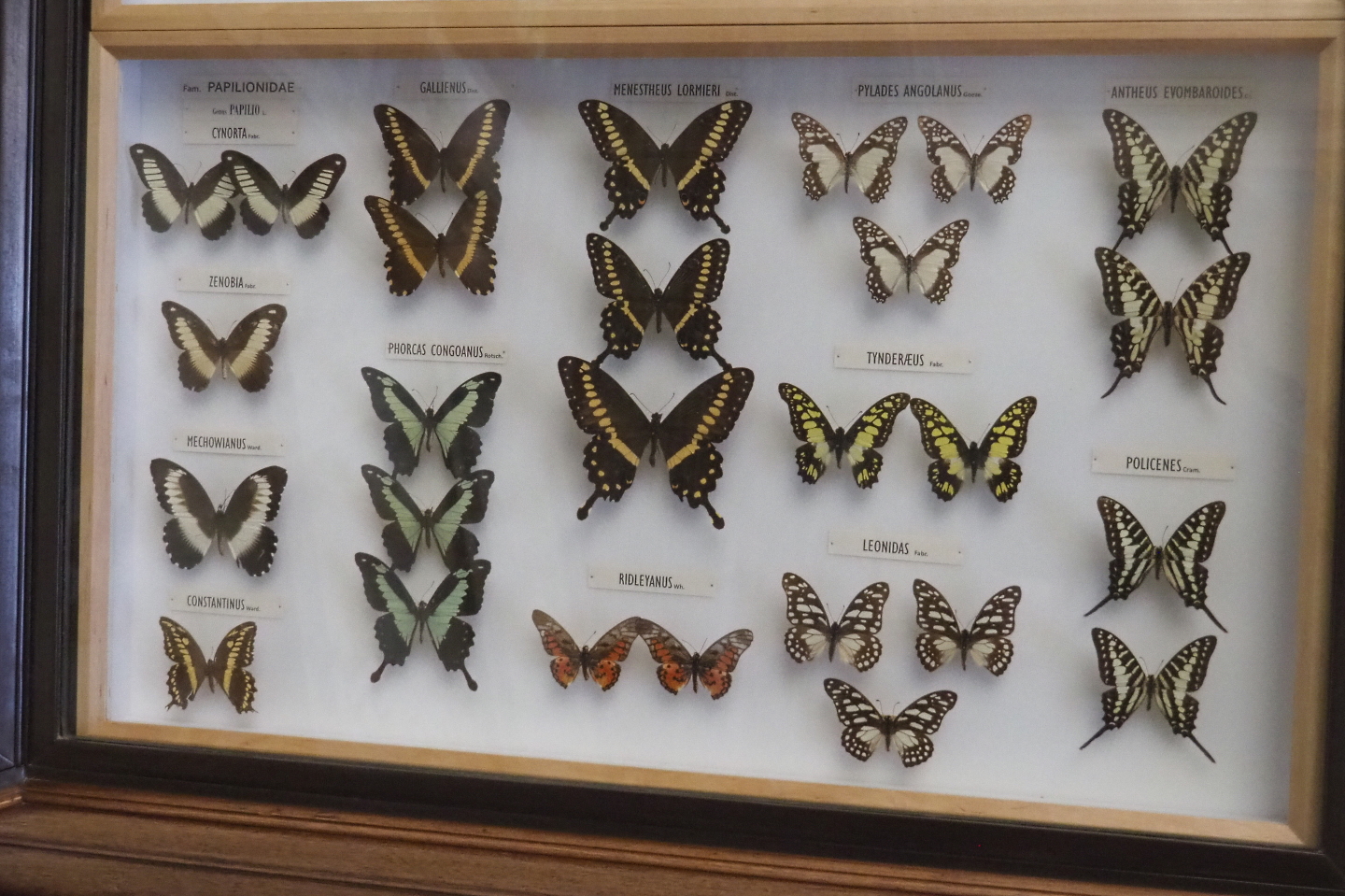 Butterfly specimens display - Papiolionidae family, 2021-10-20