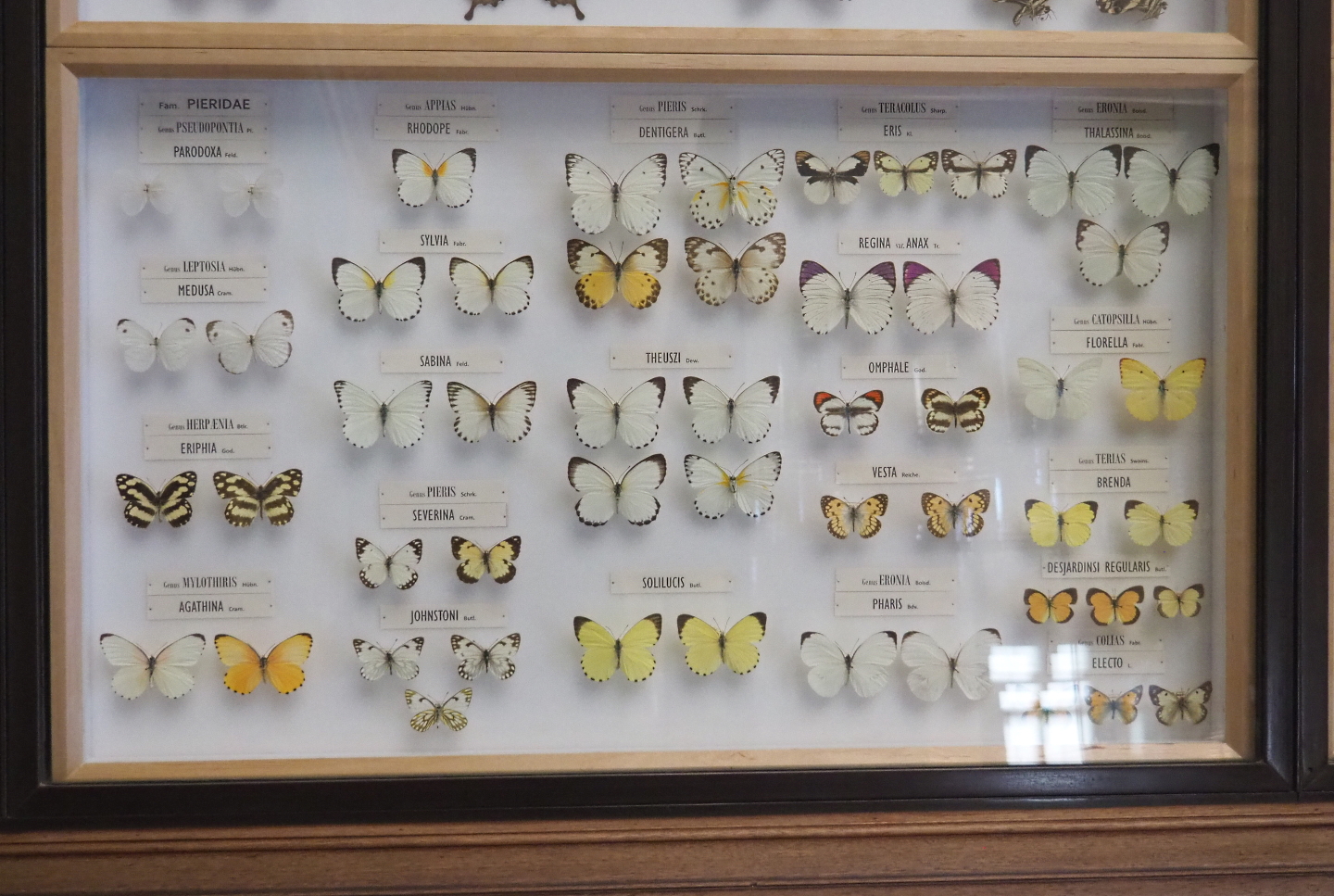 Butterfly specimens display - Pieridae family, 2021-10-20
