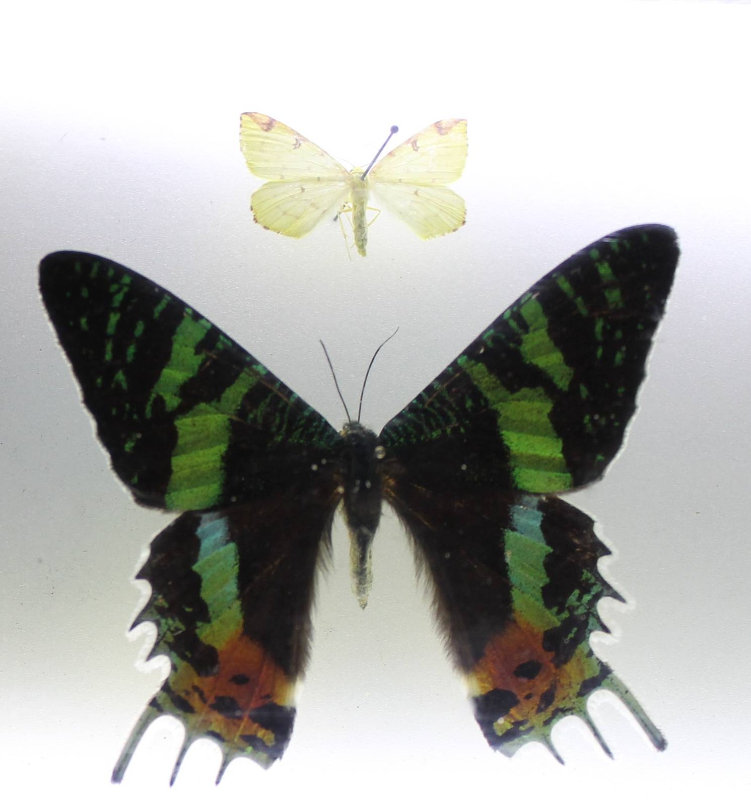 Butterfly specimens