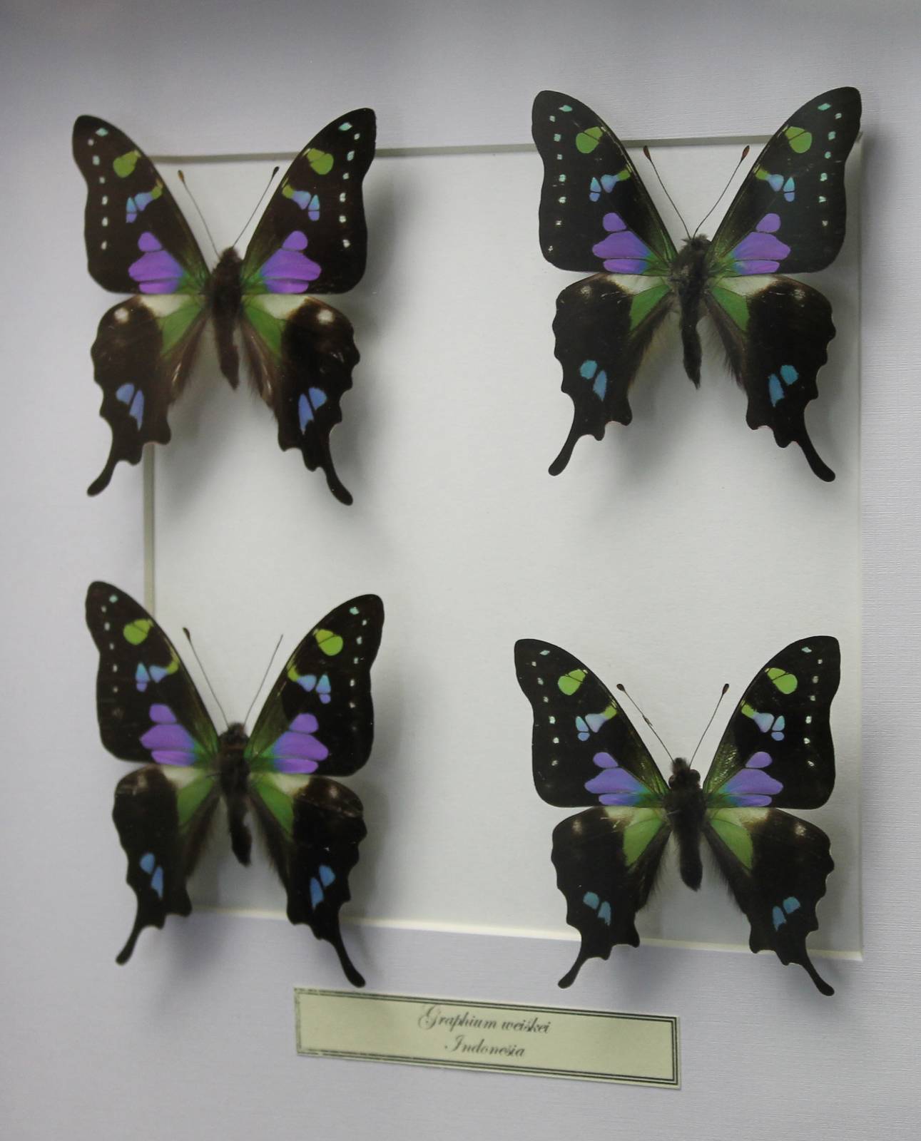 Butterfly-specimens